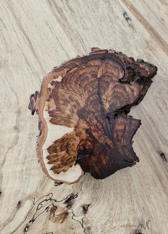 Maple Burl Coaster