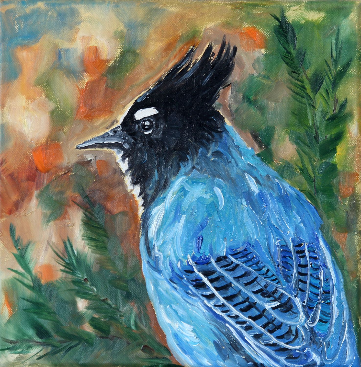 Stellar Jay