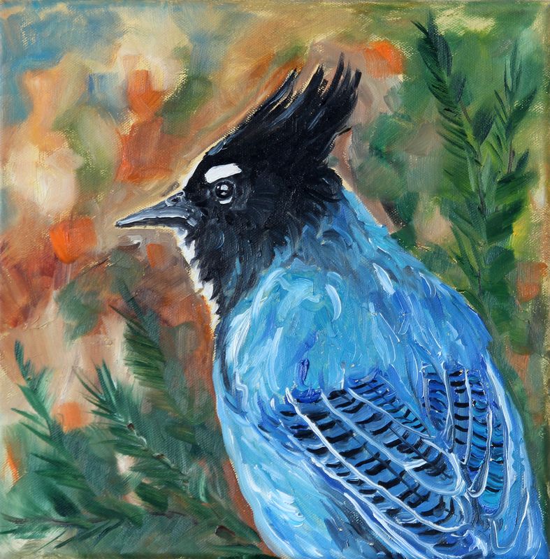 Stellar Jay