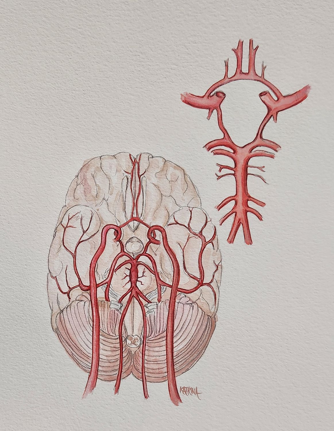 The Circle of Willis