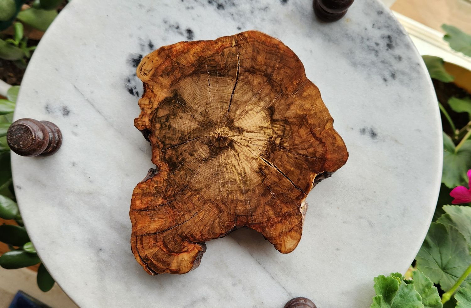 Cherry Burl Coaster