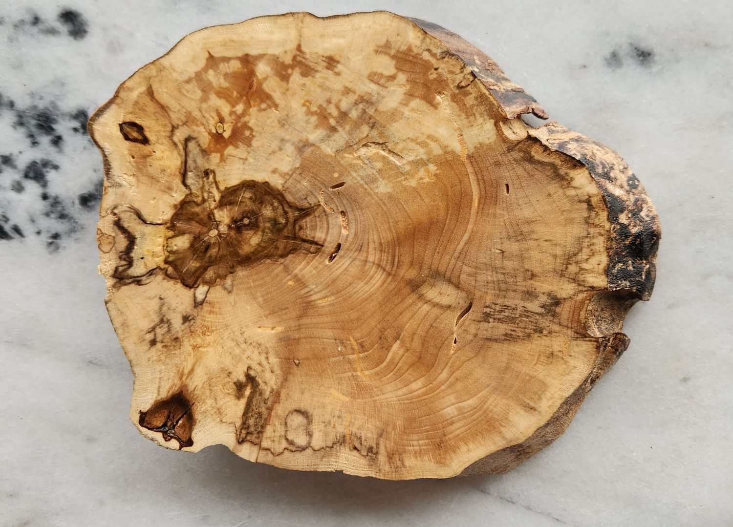 Spalted Maple Coaster