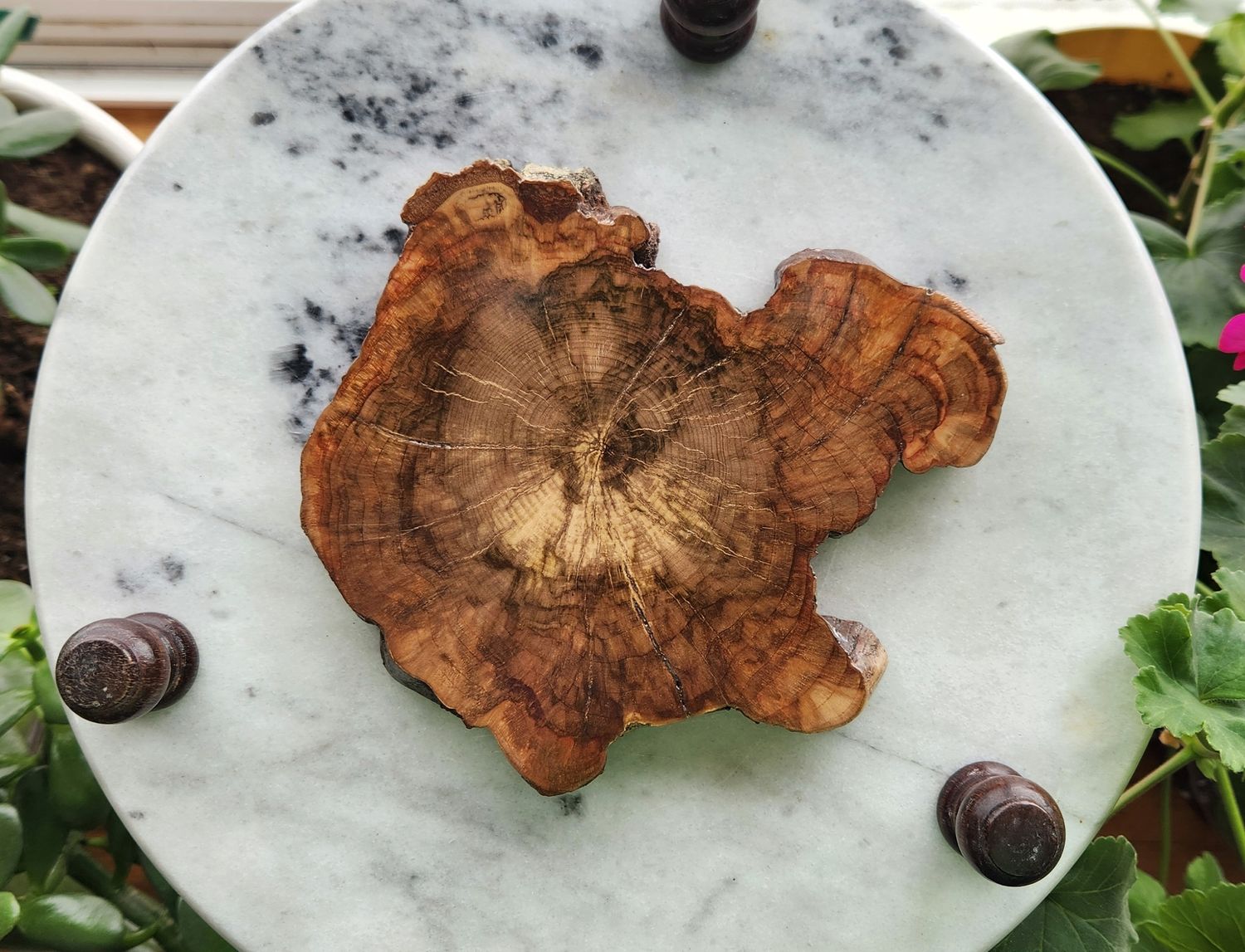 Cherry Burl Coaster