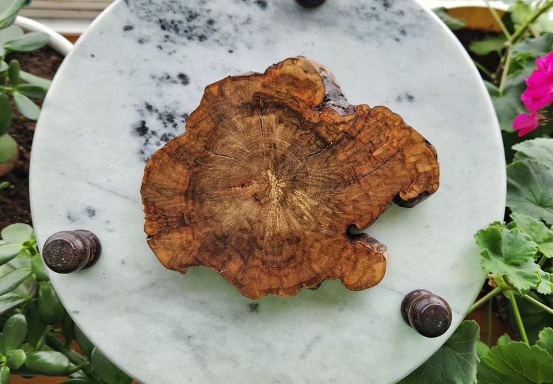 Cherry Burl Coaster