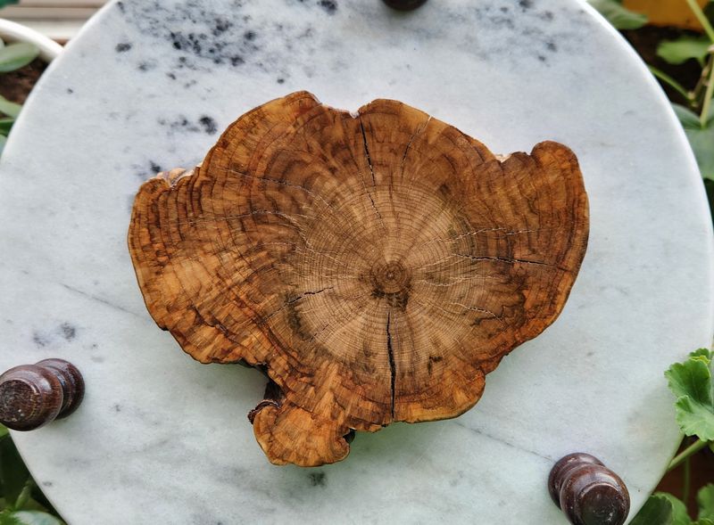 Cherry Wood Burl