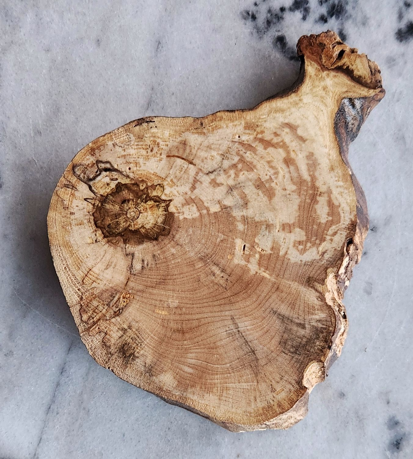 Spalted Maple Coaster