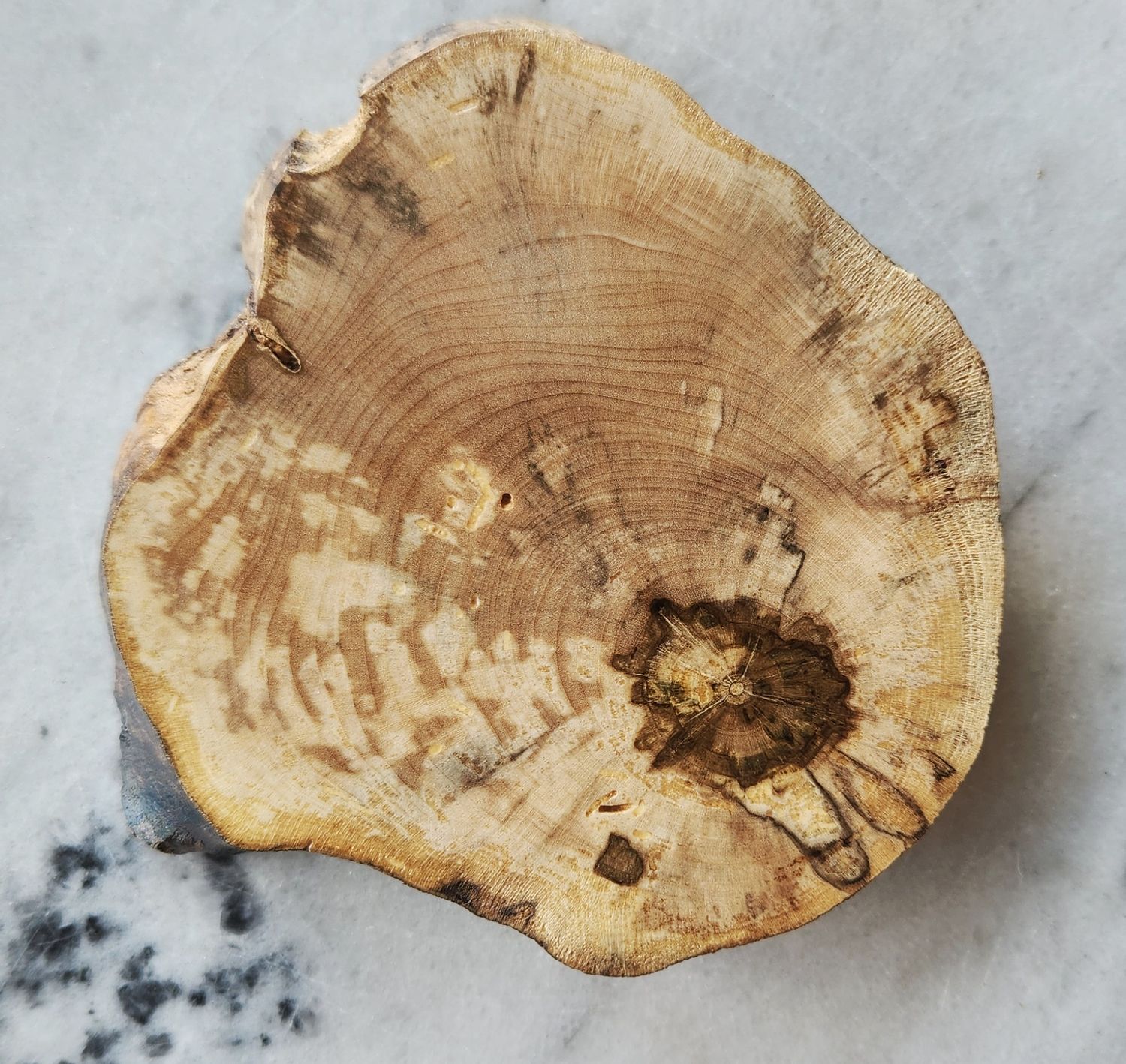 Spalted Maple Coaster