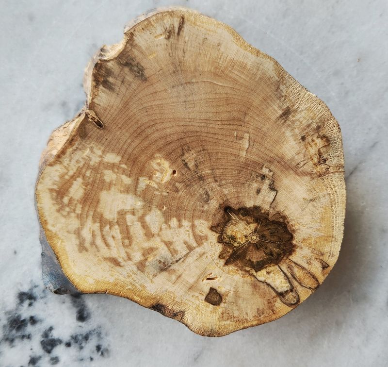Spalted Maple Coaster