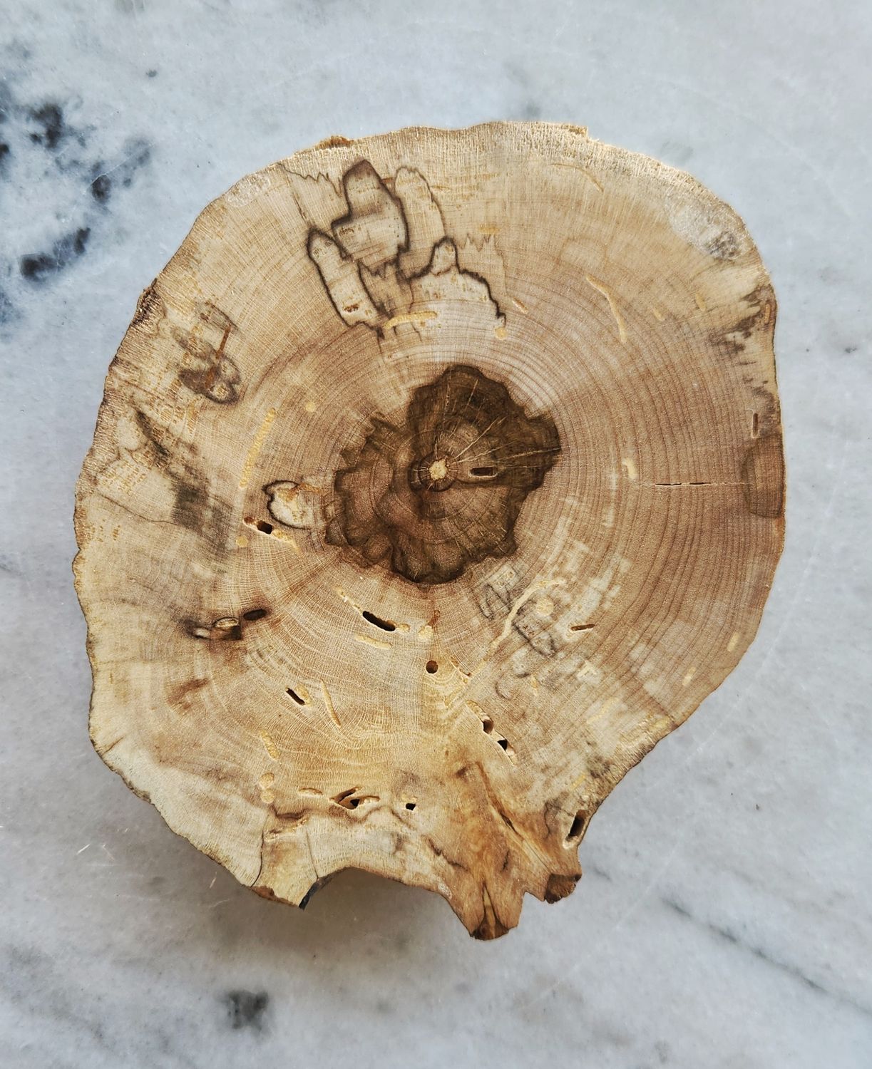 Spalted Maple Coaster