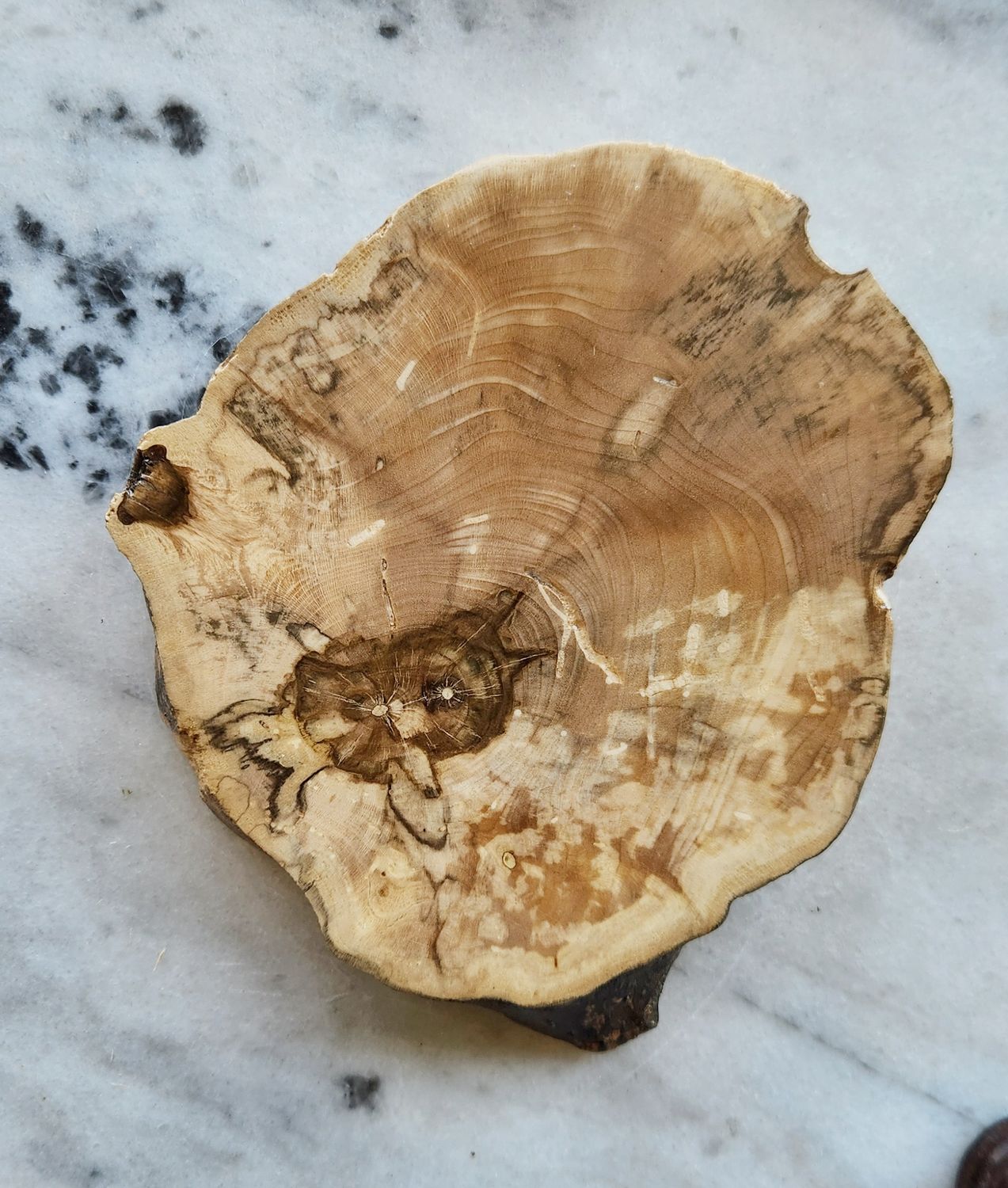 Spalted Maple Coaster