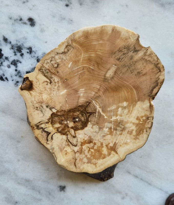 Spalted Maple Coaster