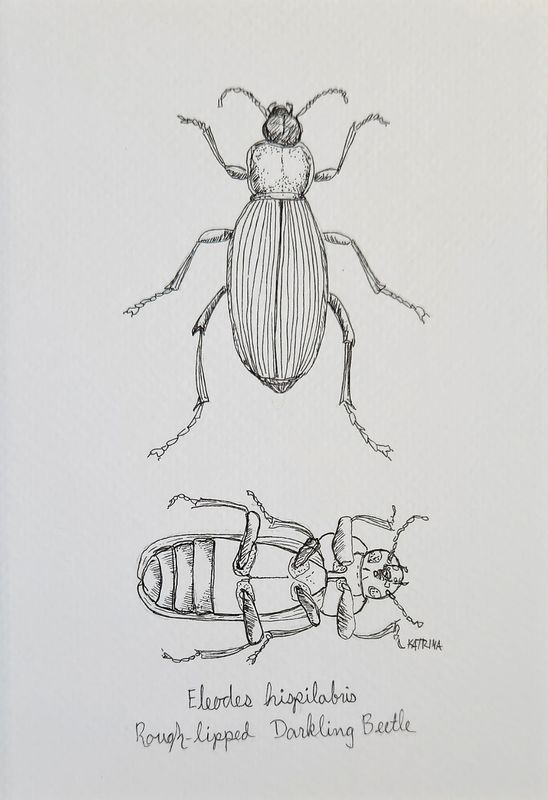 Rough-lipped Darkling Beetle