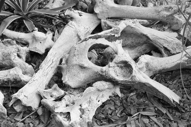 Old Bones of The Botanical Gardens Old Bones of The Botanical Gardens