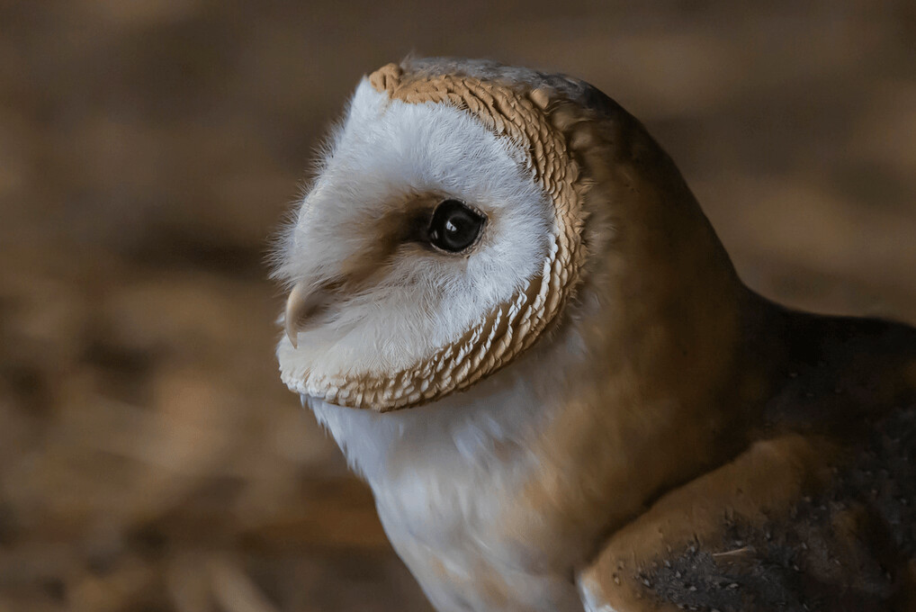 Workshop Roofvogelfotografie De Valk, vrijdag 31 oktober