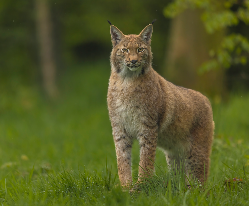 Workshop Wildlife Fotografie, maandag 23 december