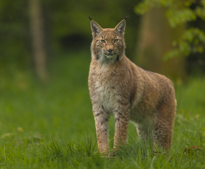 Workshop Wildlife Fotografie, maandag 23 juni