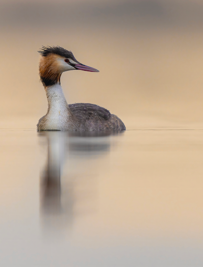 Workshop Watervogels Fotograferen vrijdag 20 juni