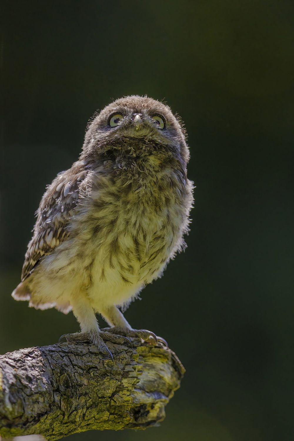 Workshop Steenuilenfotografie maandag 29 juni Workshop Steenuilenfotografie maandag 29 juni