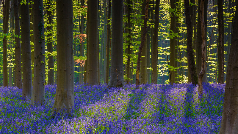 Workshop Hallerbos maandag 20 april