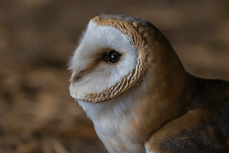 Workshop Roofvogelfotografie De Valk vrijdag 22 januari