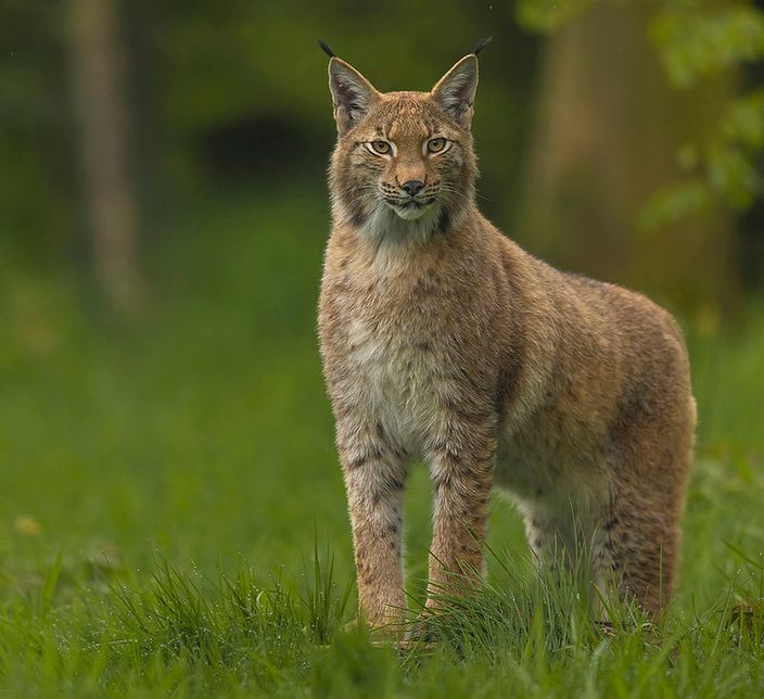 Workshop Wildlife Fotografie maandag 21 juni Workshop Wildlife Fotografie maandag 21 juni