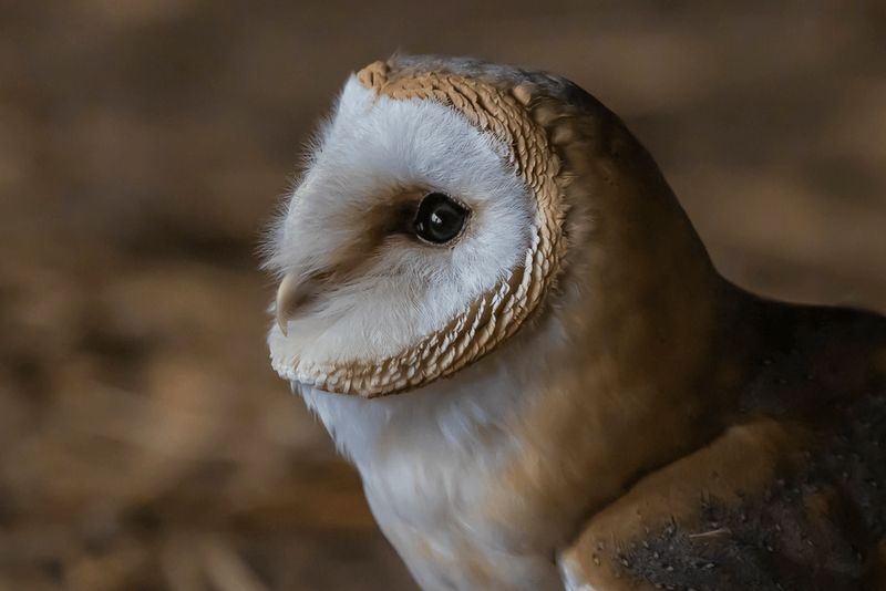 Workshop Roofvogelfotografie De Valk vrijdag 17 april