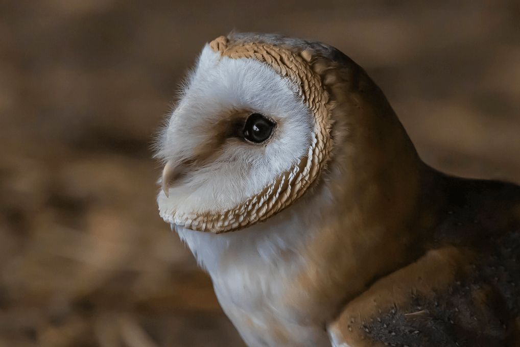 Workshop Roofvogelfotografie De Valk vrijdag 11 september