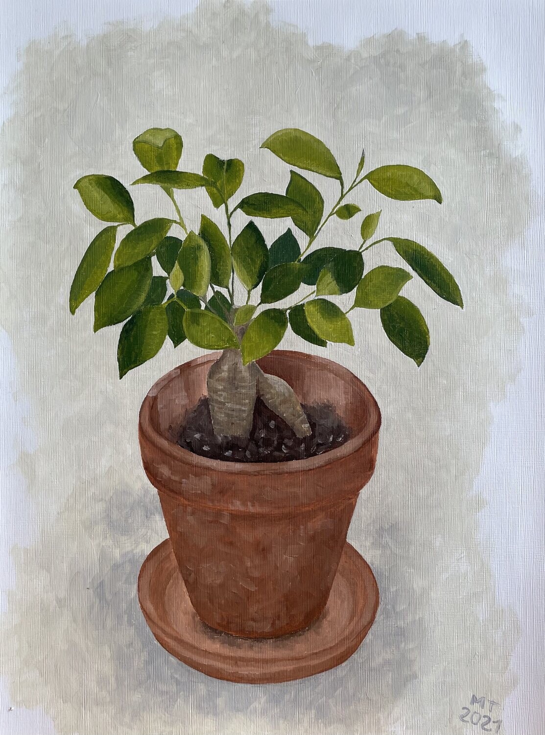 Ficus Ginseng