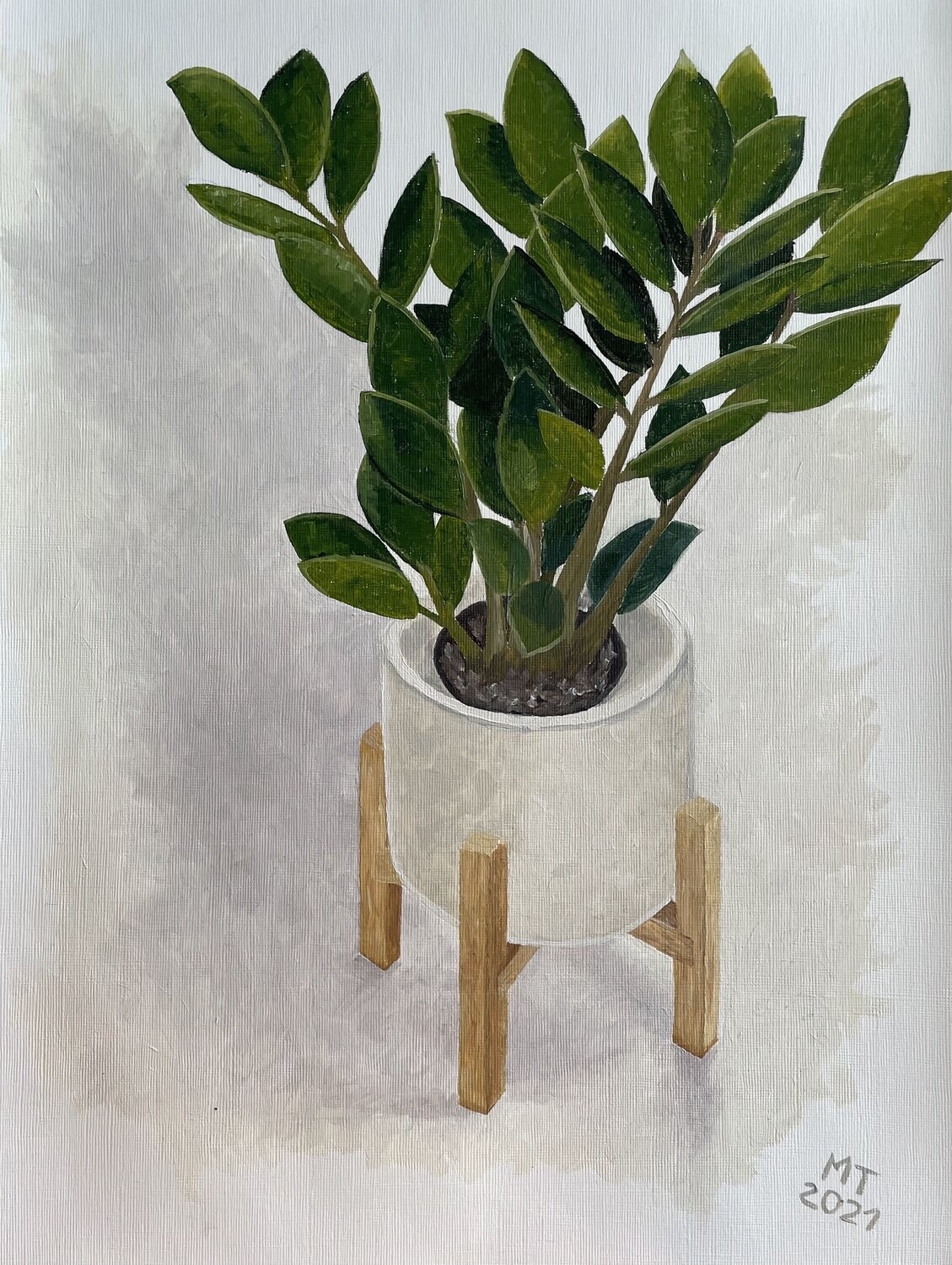 Zamioculcus Zamiifolia