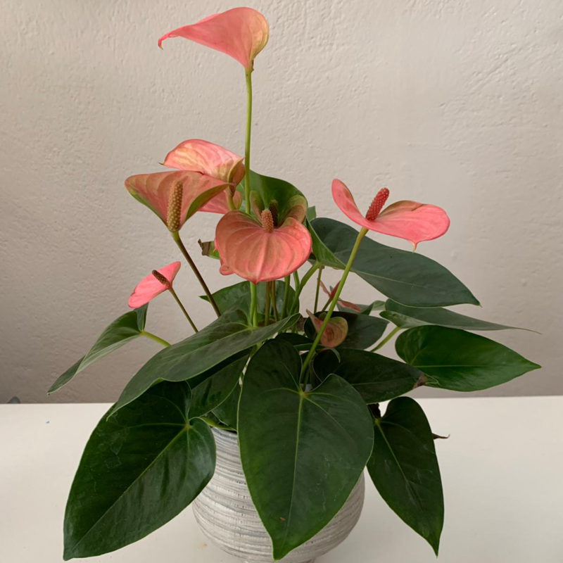 Zimmerpflanze Anthurium