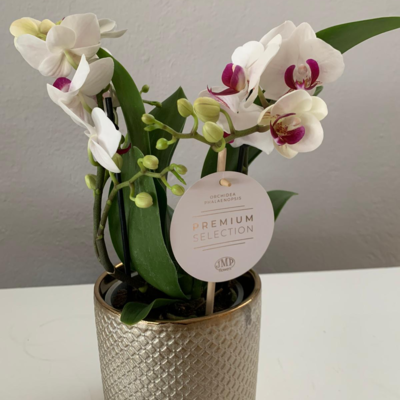 Zimmerpflanze Orchidee