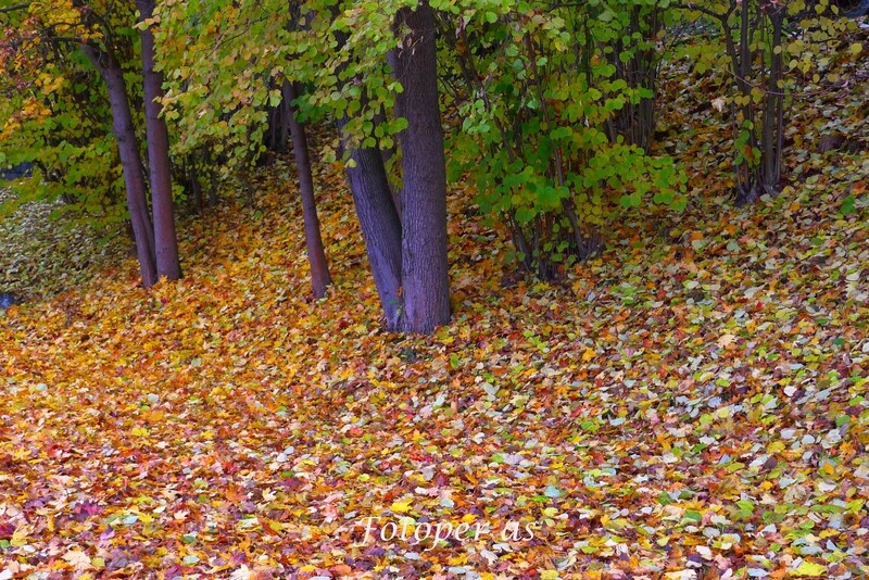 Høst i Nordre park
