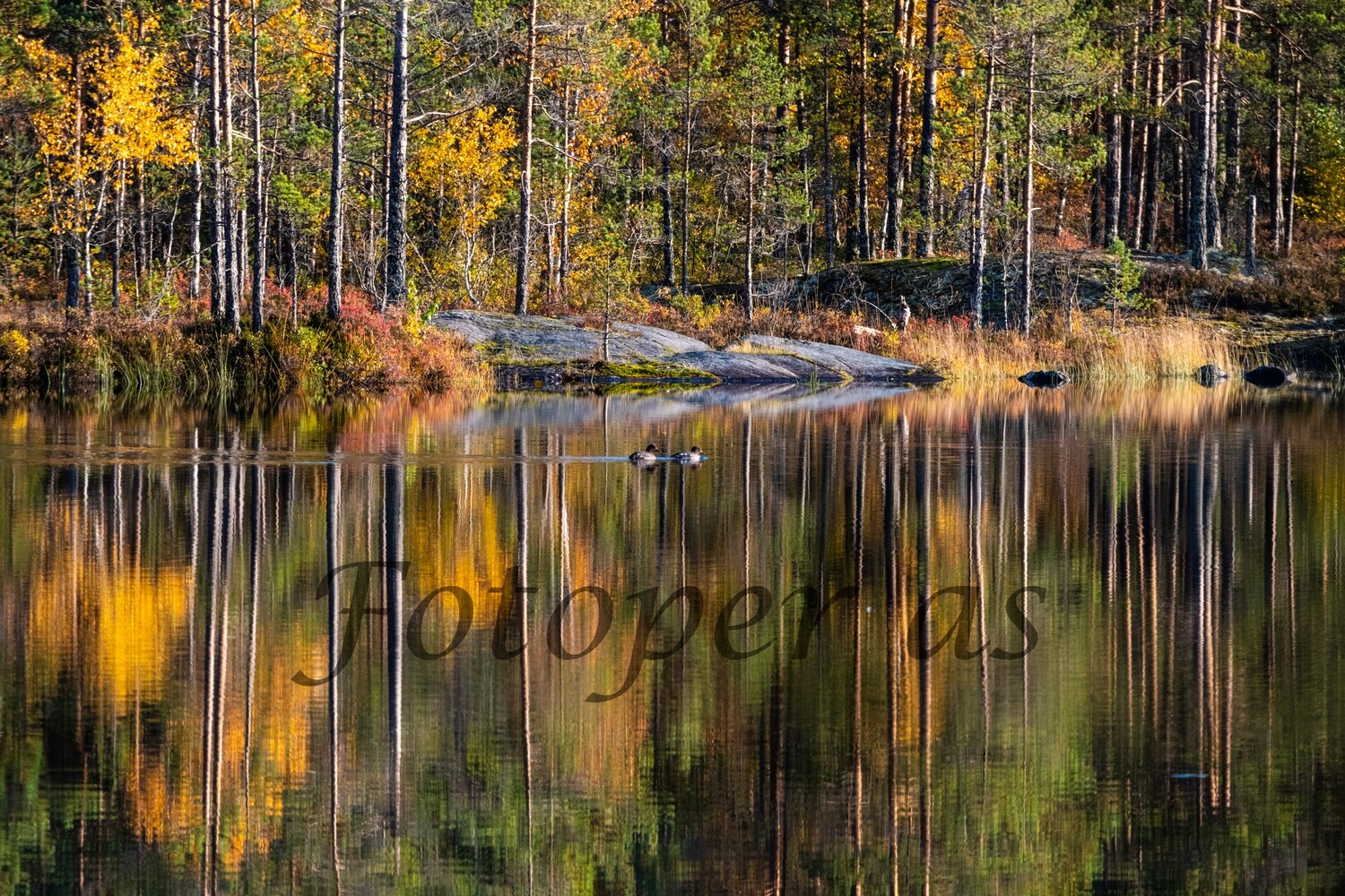Holleia, Aklangen, høst