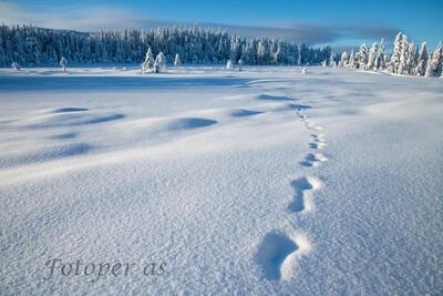 Vikerfjell, Skarrudåsen, spor i snø