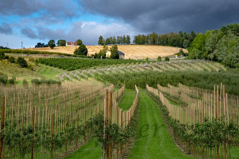 Ringvold eplehage
