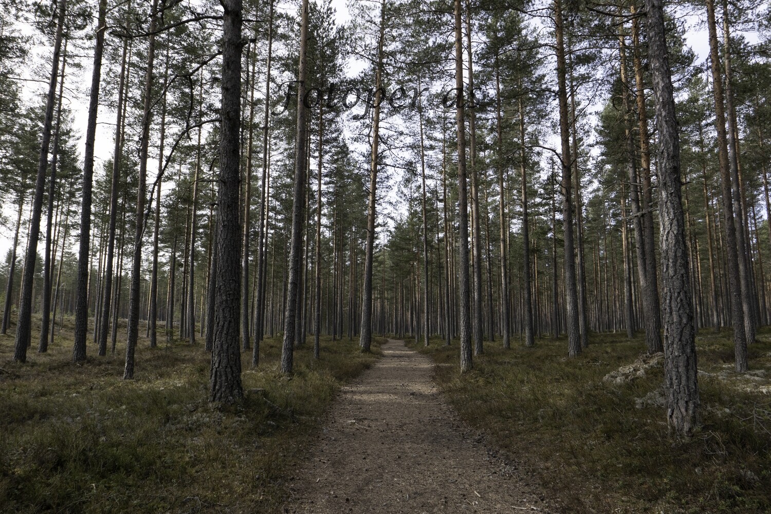 Kilemoen, sti, trær