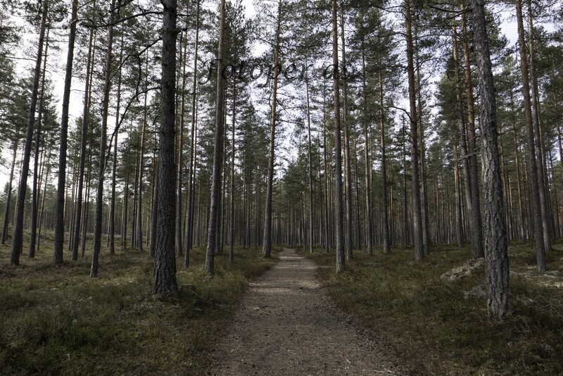 Kilemoen, sti, trær