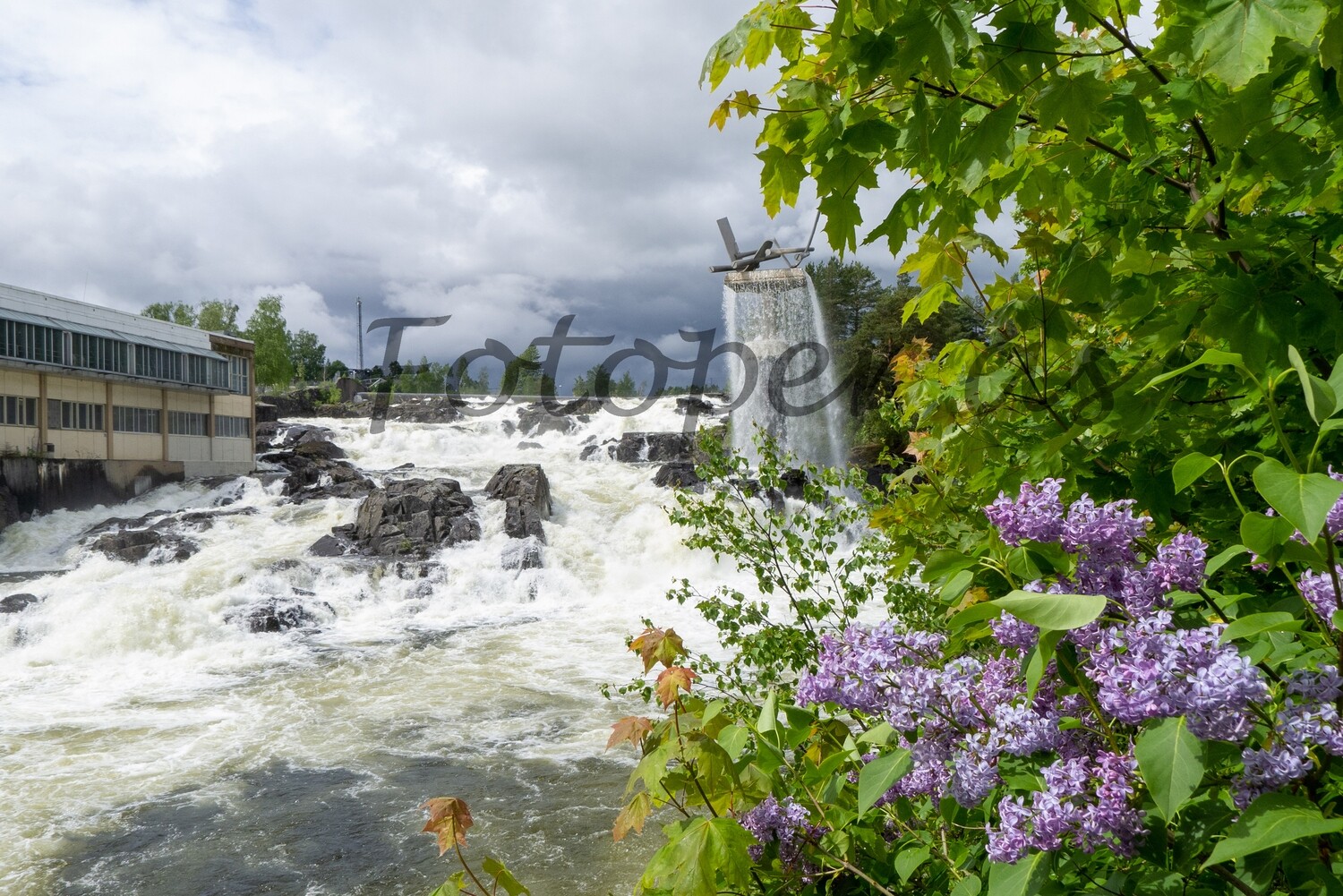 Oppgangssaga i Hønefossen. Syriner.