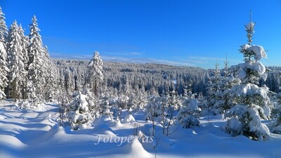 Vinter Krokskogen