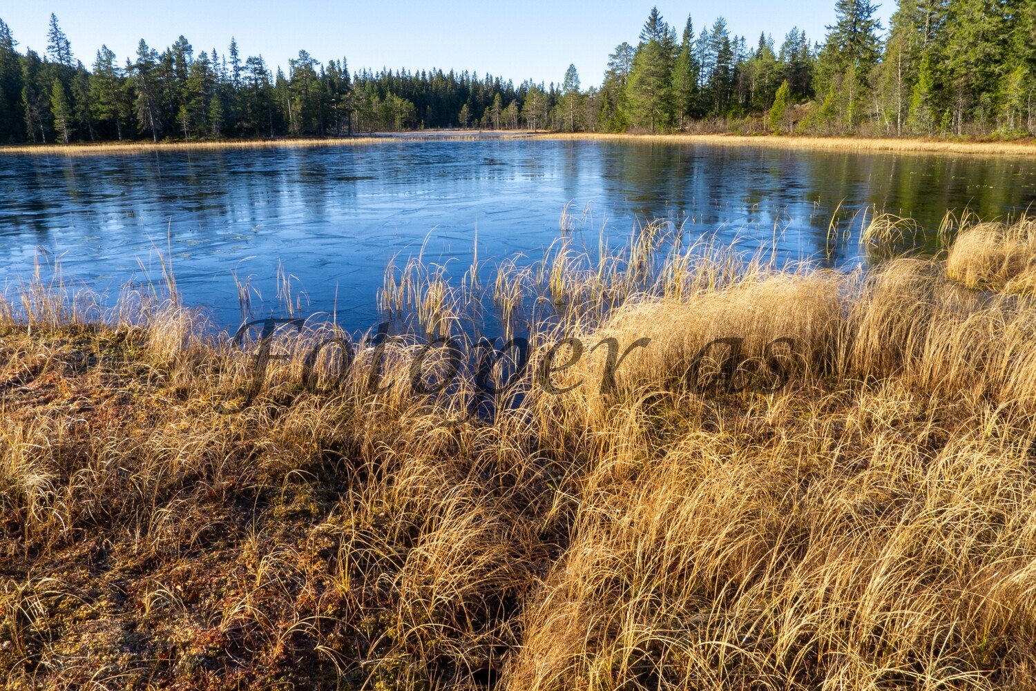 Kolltjern, Ringkollen, høst