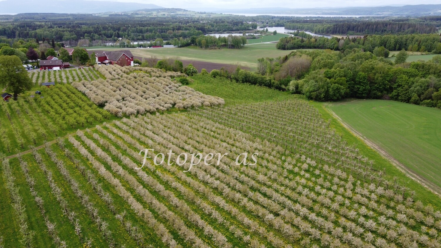 Ringvold frukthage, blomstring