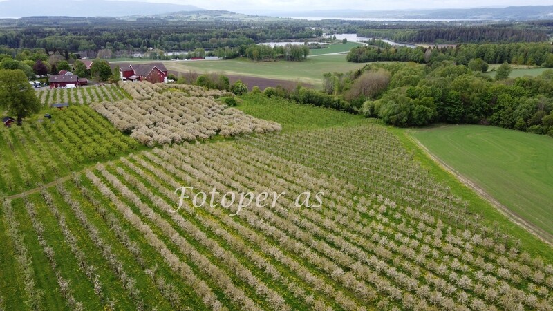 Ringvold frukthage, blomstring