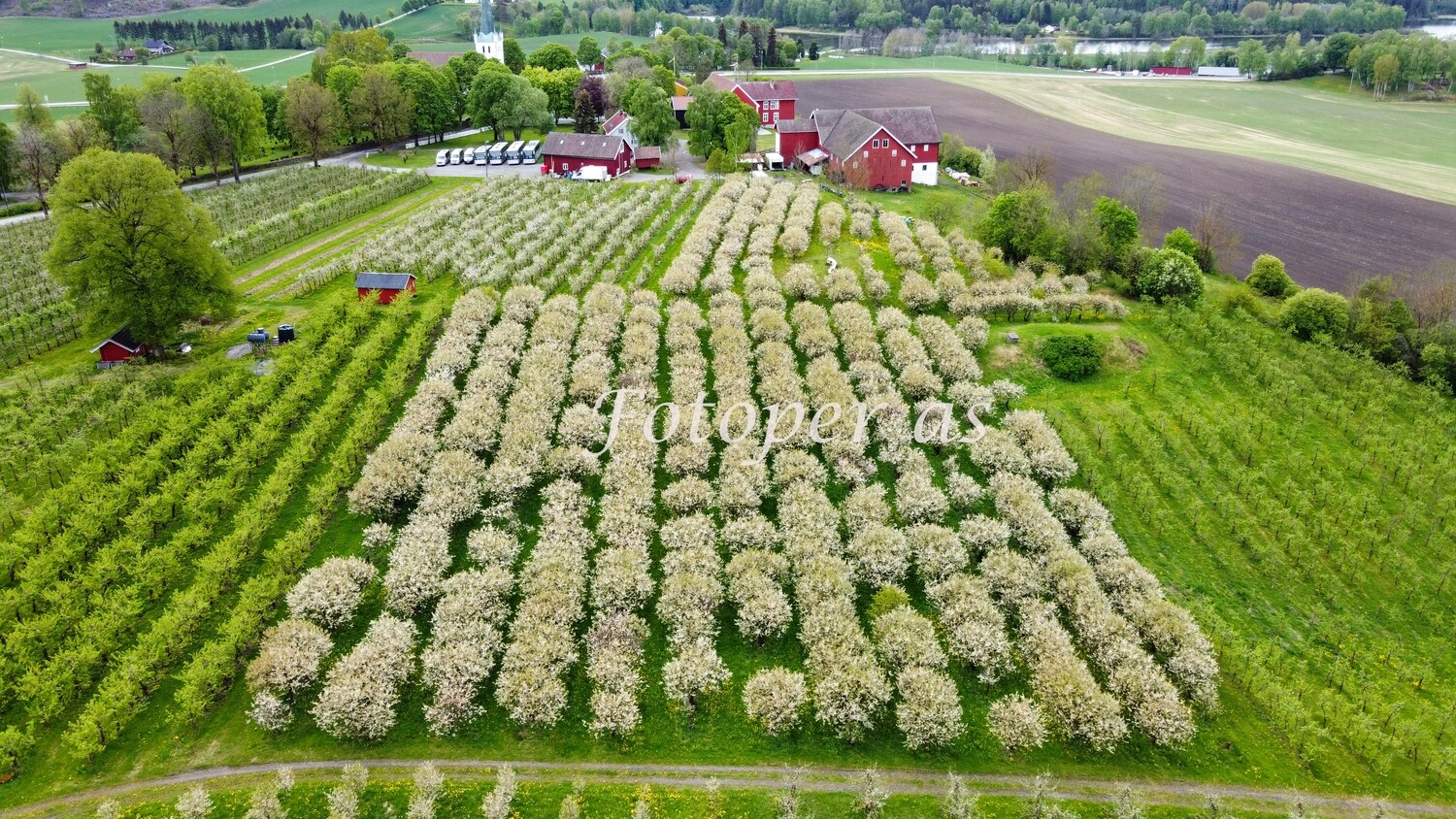 Ringvold frukthage, blomstring