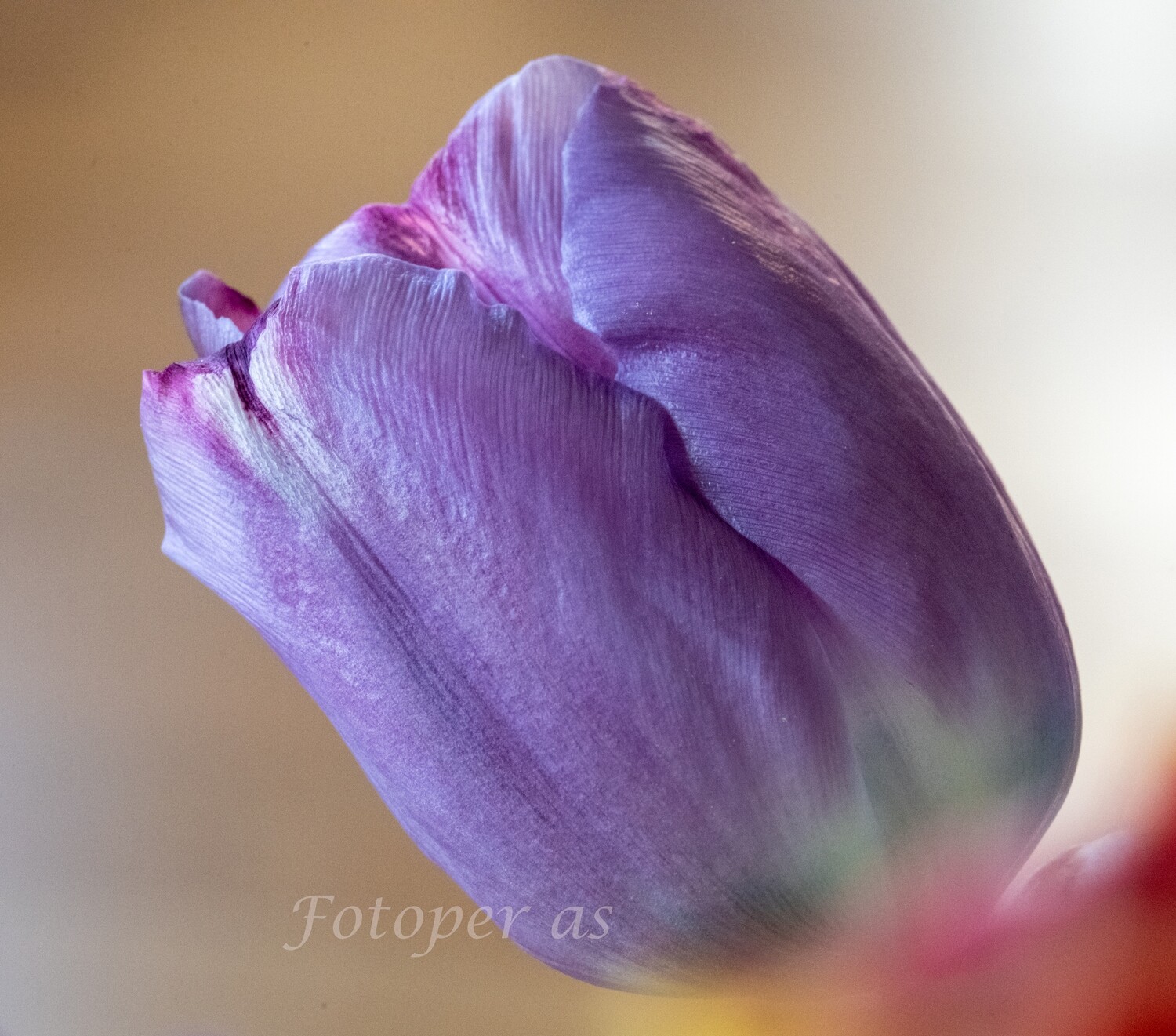 Tulipan