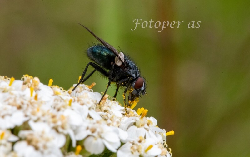 Flue på blomst