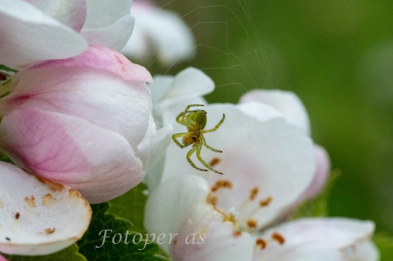 Edderkopp på epleblomst