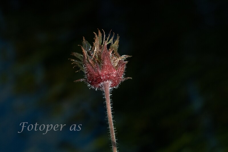 Blomst