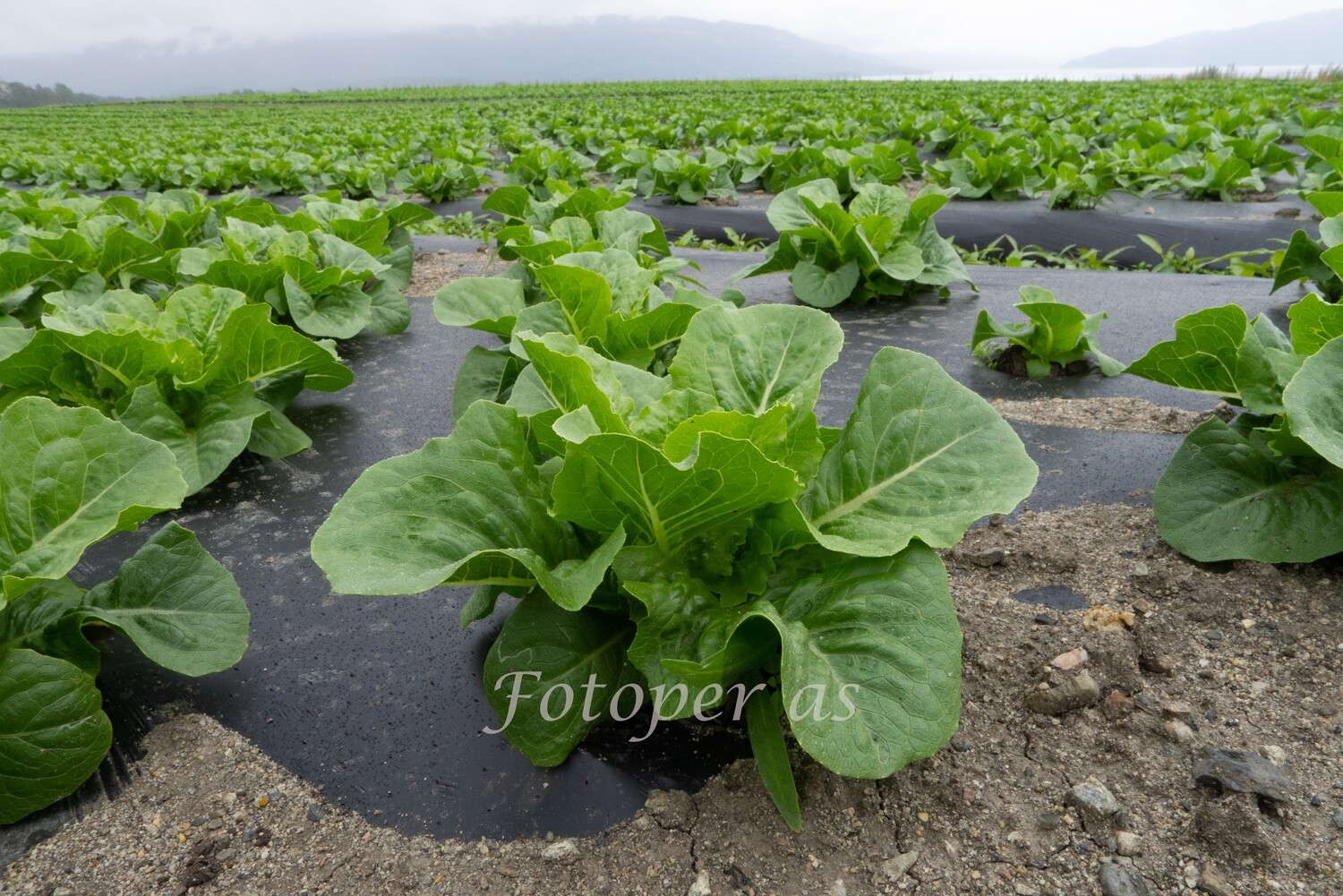 Salat hos Elstøen, Røyse