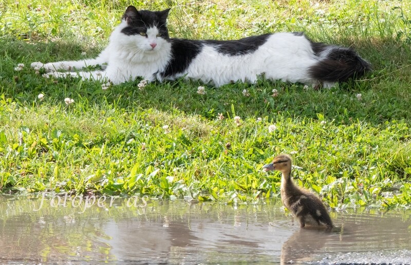 Katt og andunge