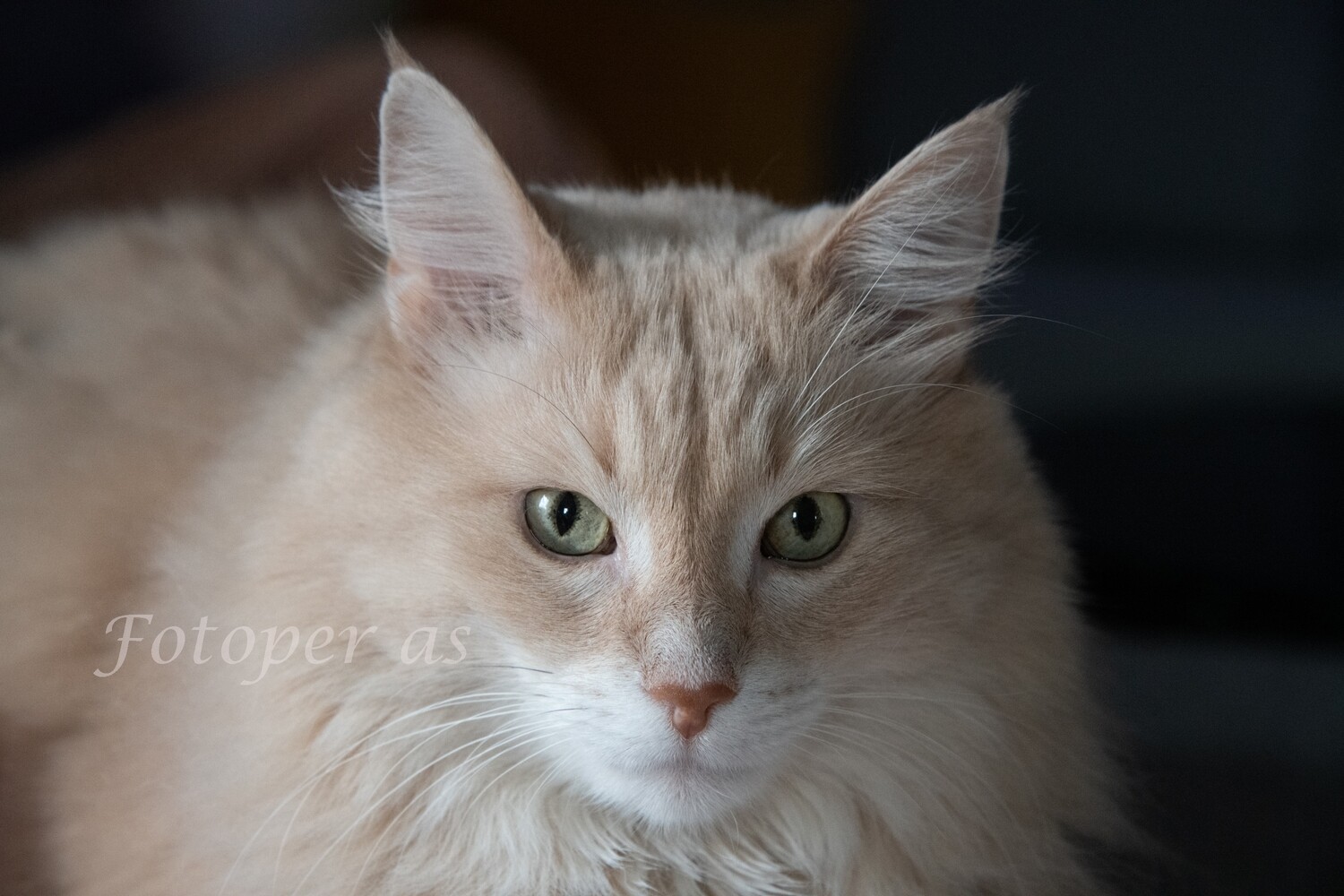 Katt, tyrkisk angora